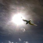 stern fairy-tern-79851_1280